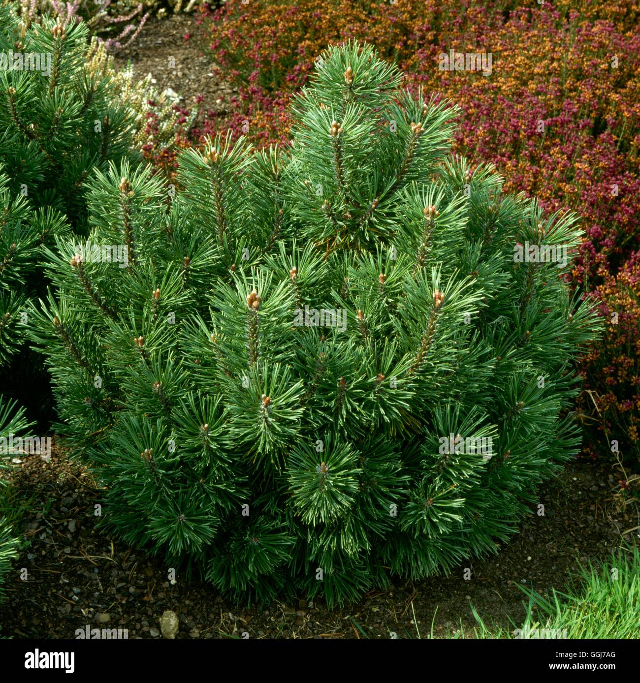 Pinus mugo - `Mops' AGM.   CON055876 Stock Photo